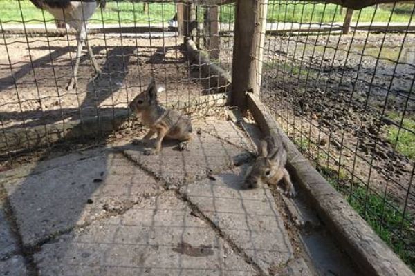 twee maraatjes geboren in Plaswijckpark